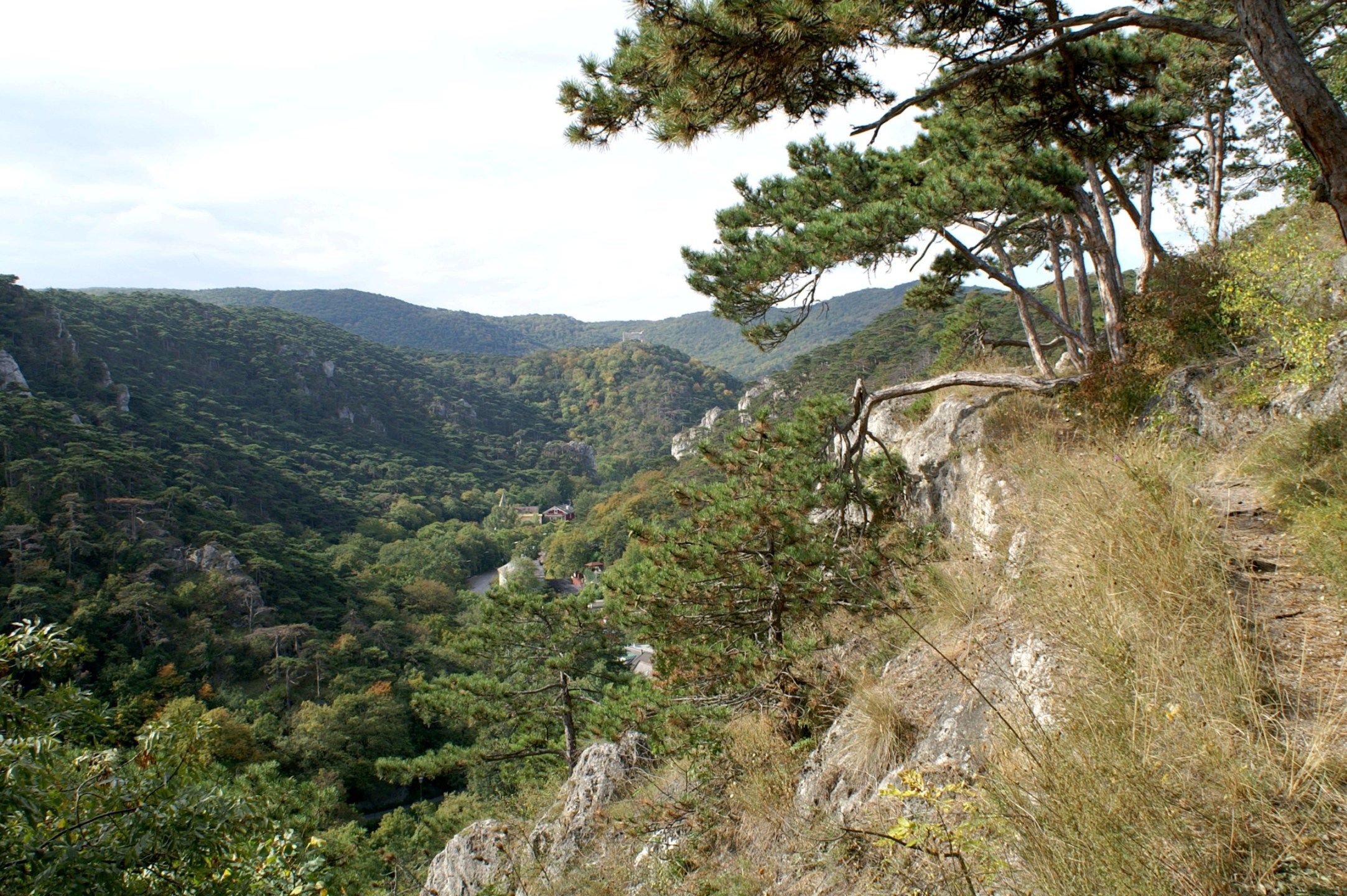 View of wooded hills in the Föhrenberge Nature Park with pine trees in the foreground.