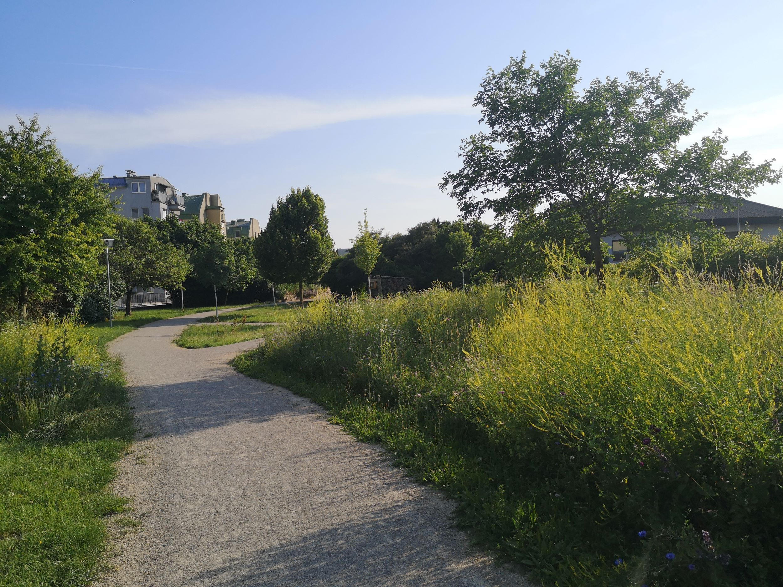 A winding path through a green park with trees and tall grasses, with buildings in the background.