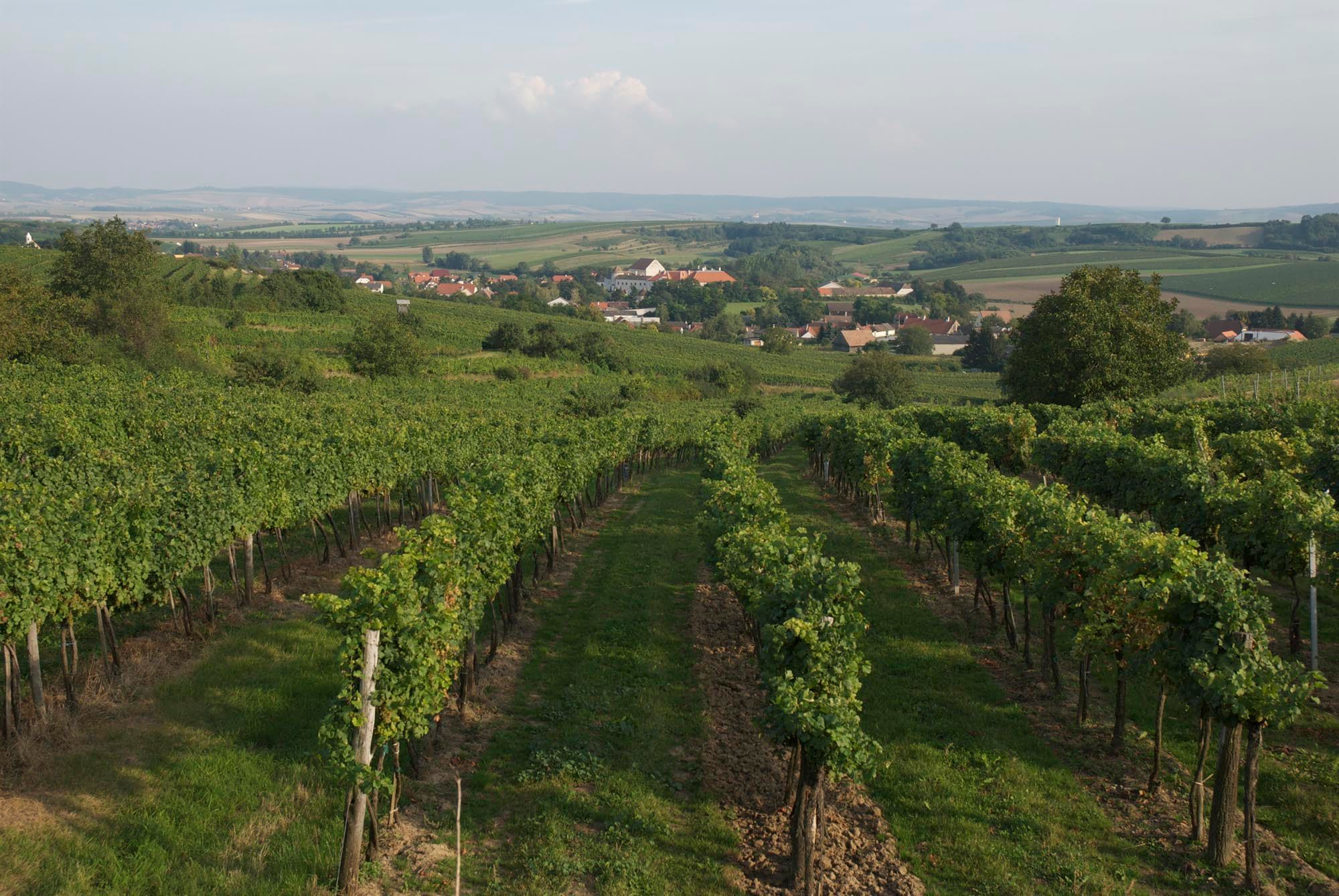 Vineyards in Mailberg with a view of the village and the surrounding countryside.