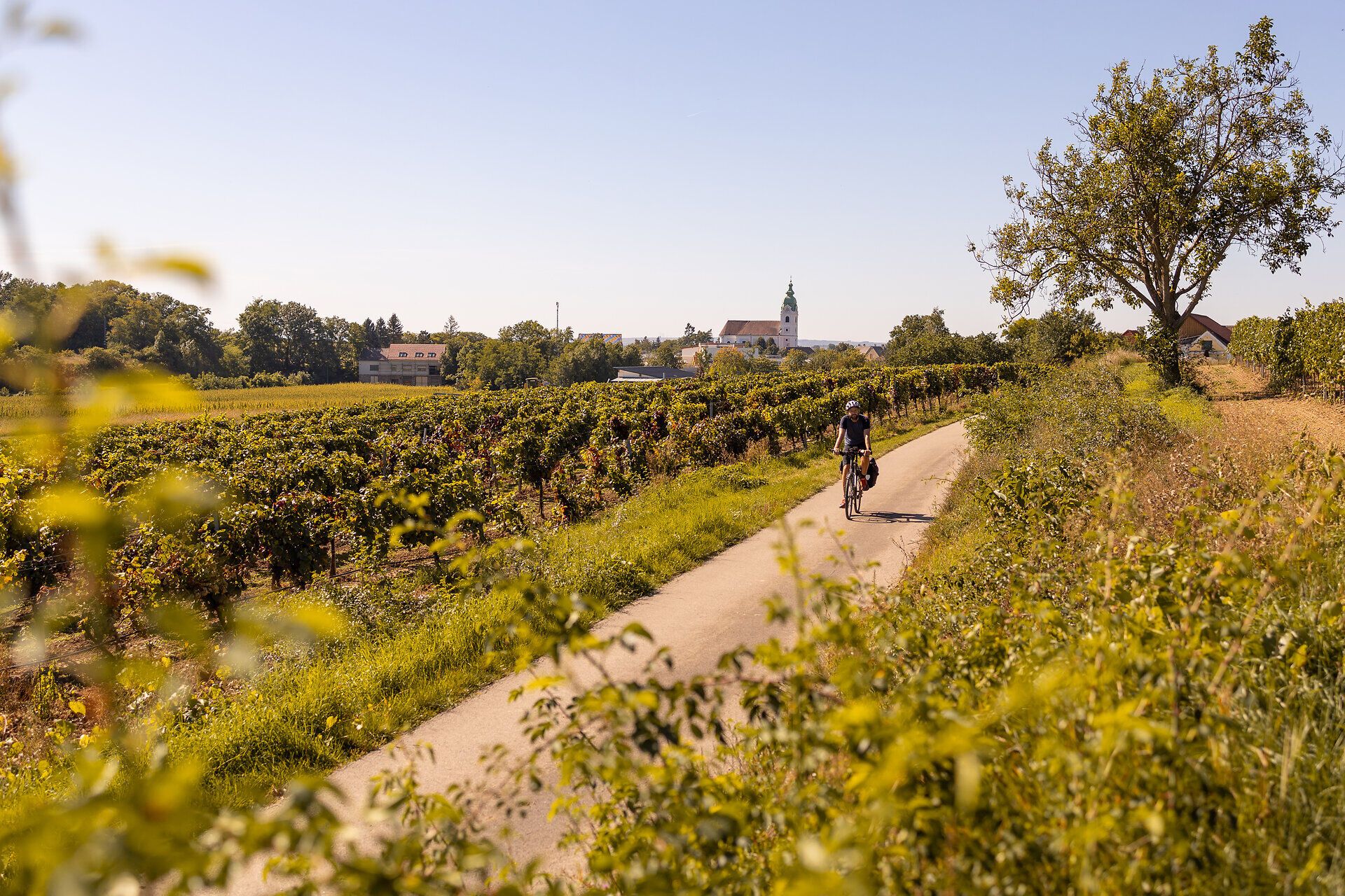 Sanfte Hügel und üppige Weinreben umrahmen den malerischen Radweg, der durch die idyllische Landschaft führt. Die klare Luft und die warmen Sonnenstrahlen laden dazu ein, die Schönheit der Natur zu genießen und die Seele baumeln zu lassen.