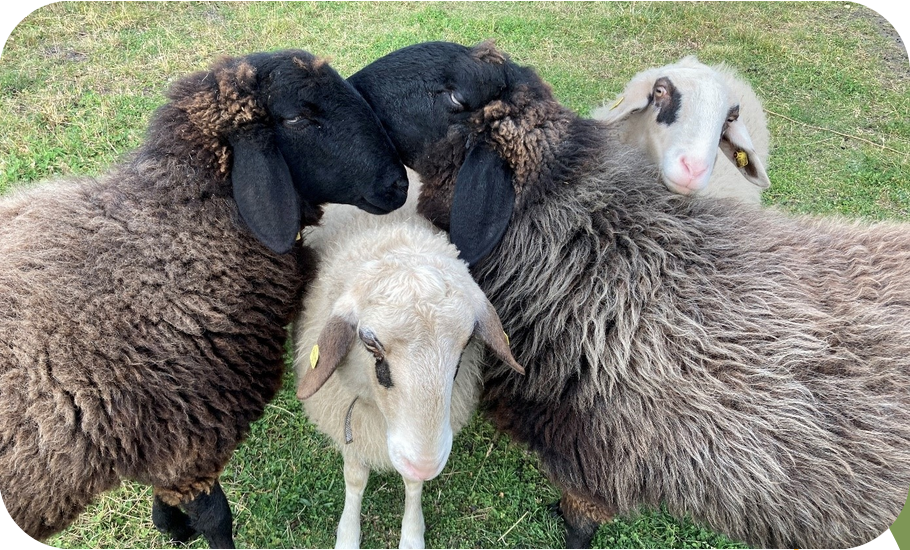 Four sheep are standing close together in a meadow.