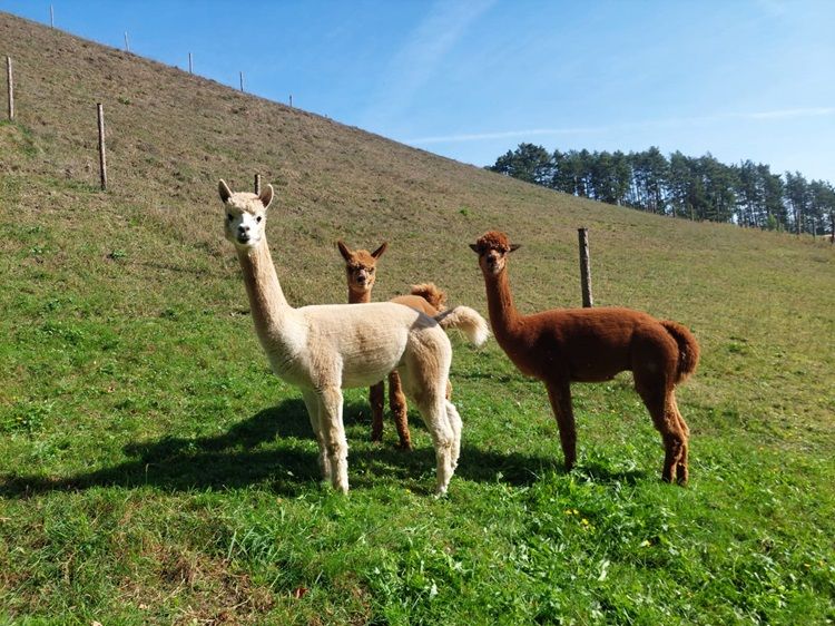 Three alpacas on a green meadow in front of a hill.
