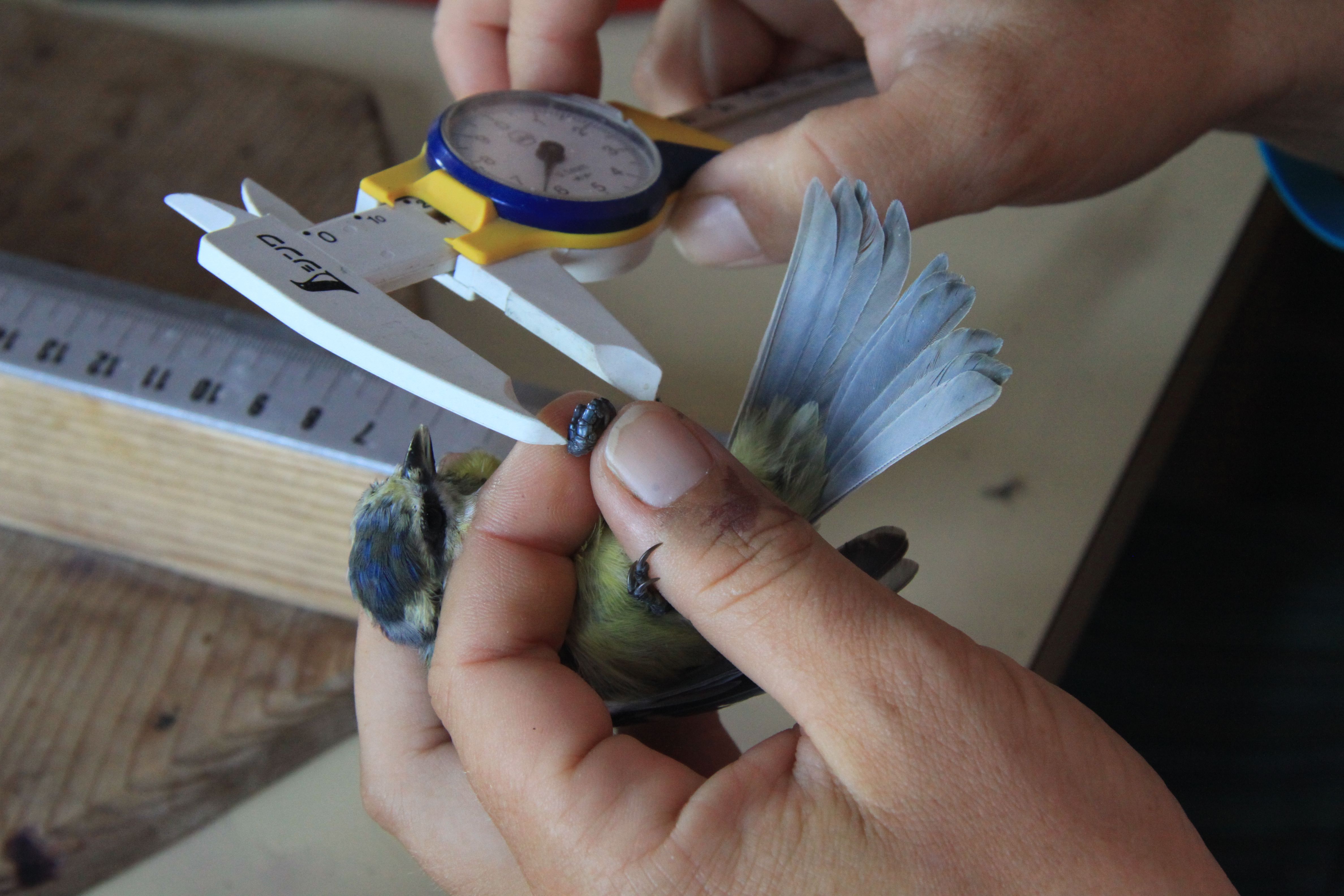 A person measures the wingspan of a small bird with a calliper.