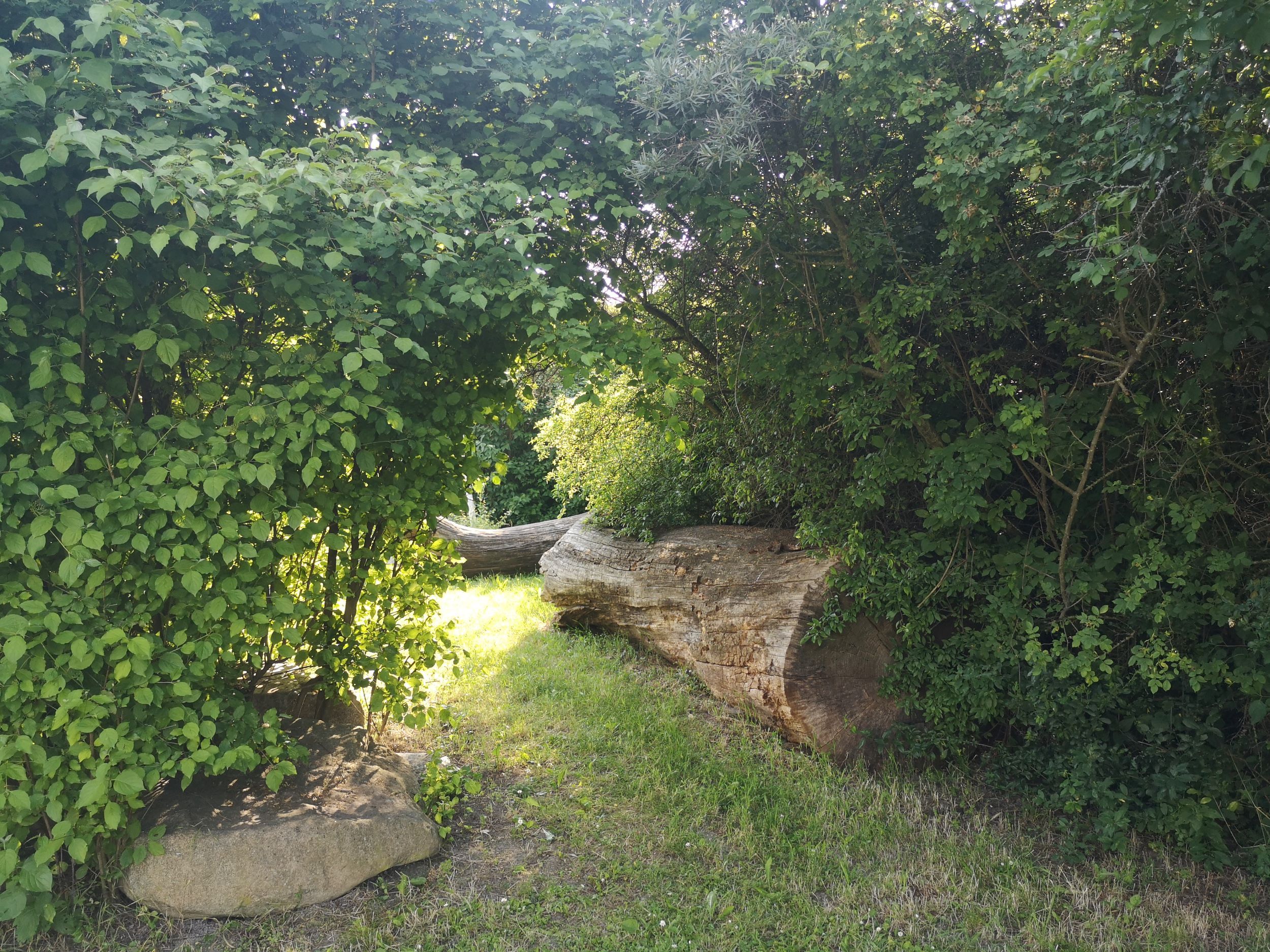 A sunny park with dense greenery and a large tree trunk on the ground.