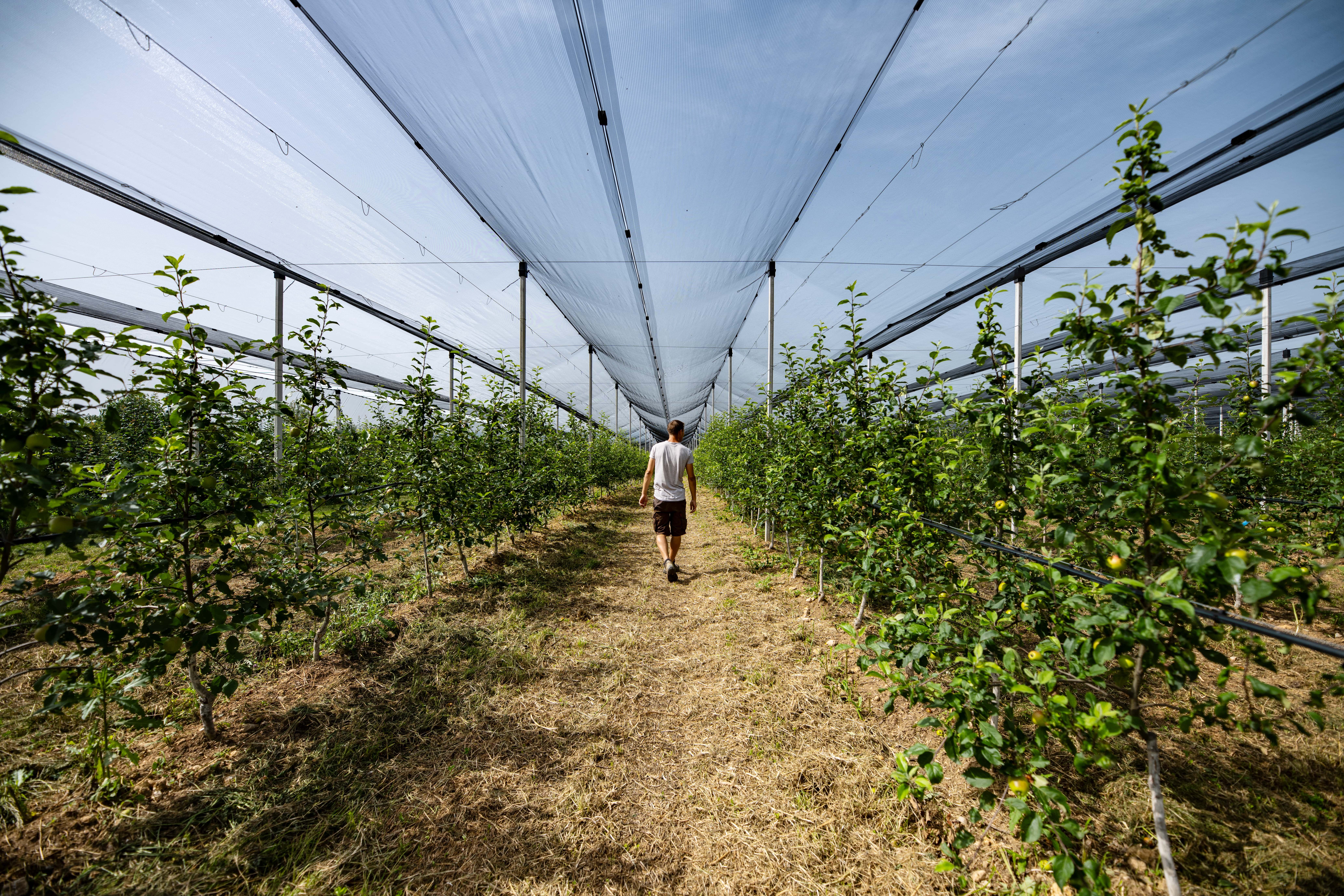Person walks through an orchard with nets over the trees.