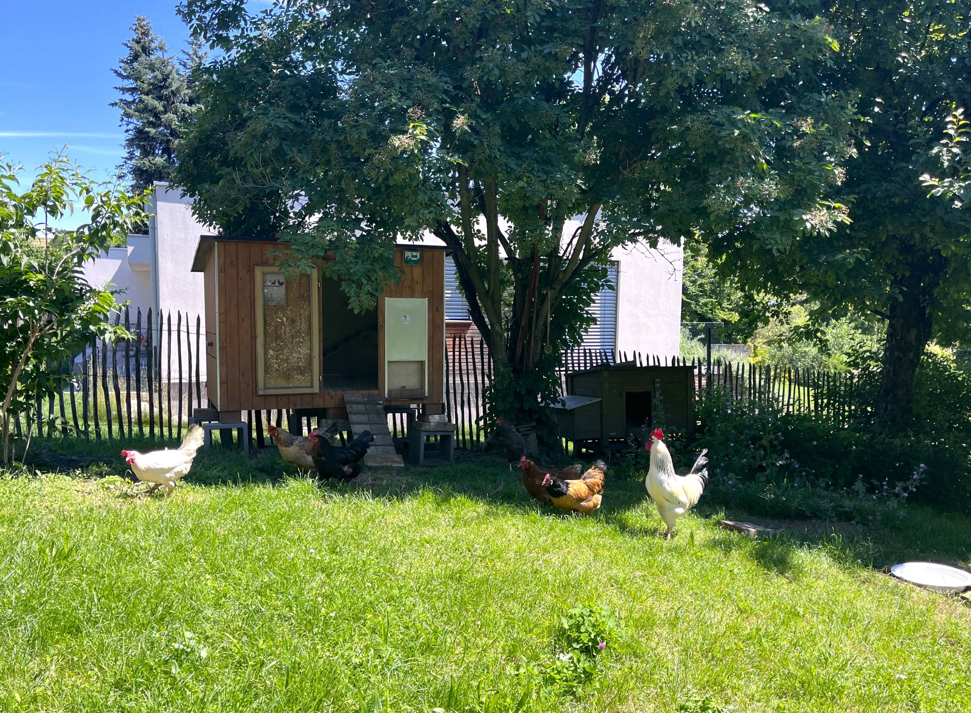 Chickens and a rooster in the garden in front of a chicken coop.
