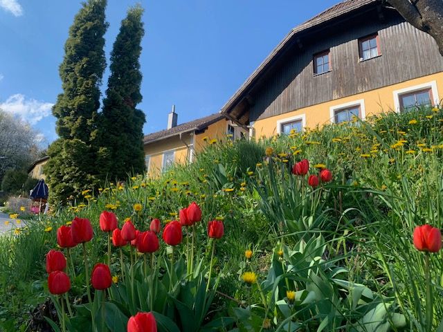 A yellow house with wooden cladding, surrounded by red tulips and a green meadow under a blue sky.