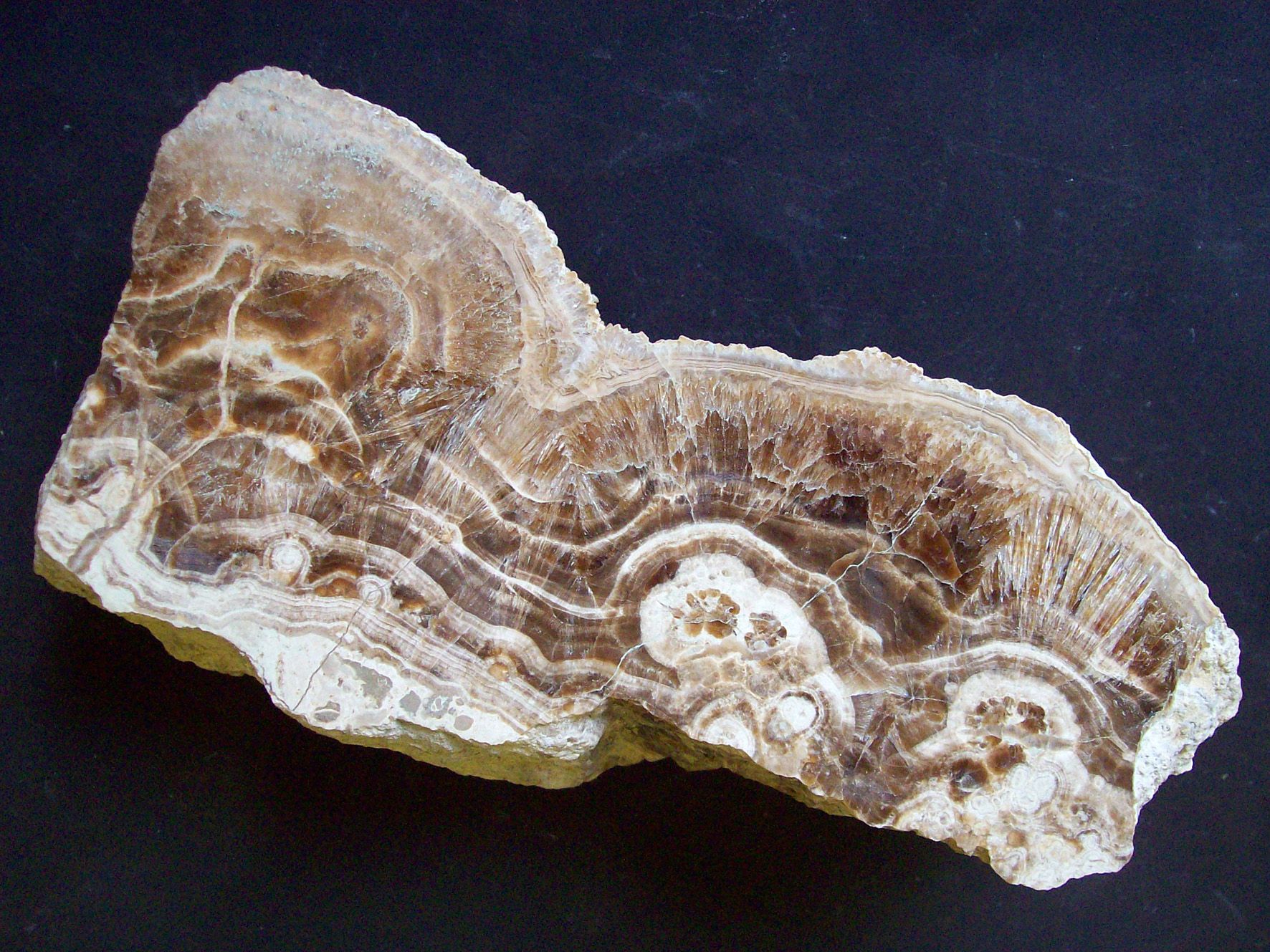 Close-up of an aragonite mineral with brown and white layers.