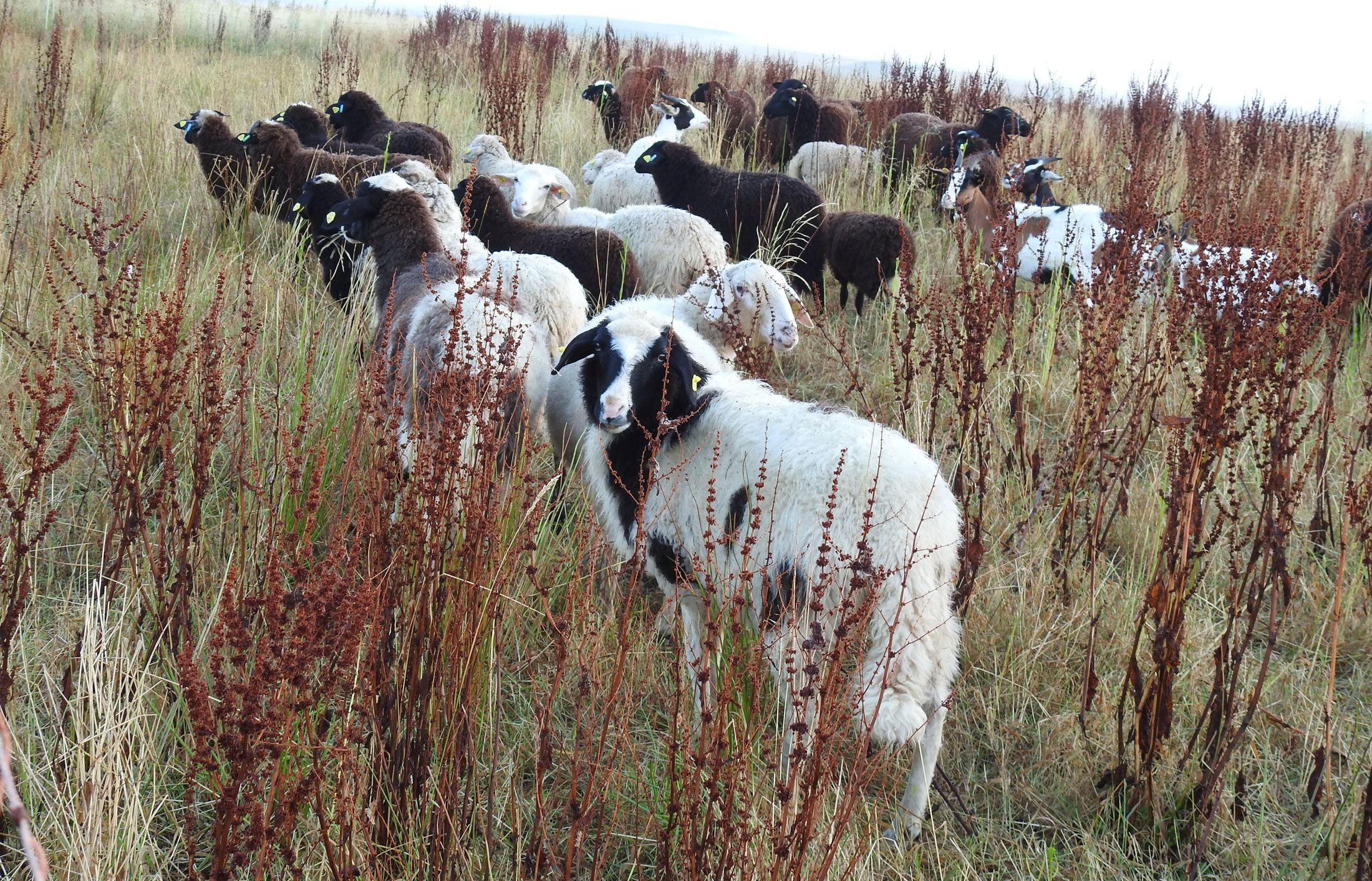 A day with the shepherd