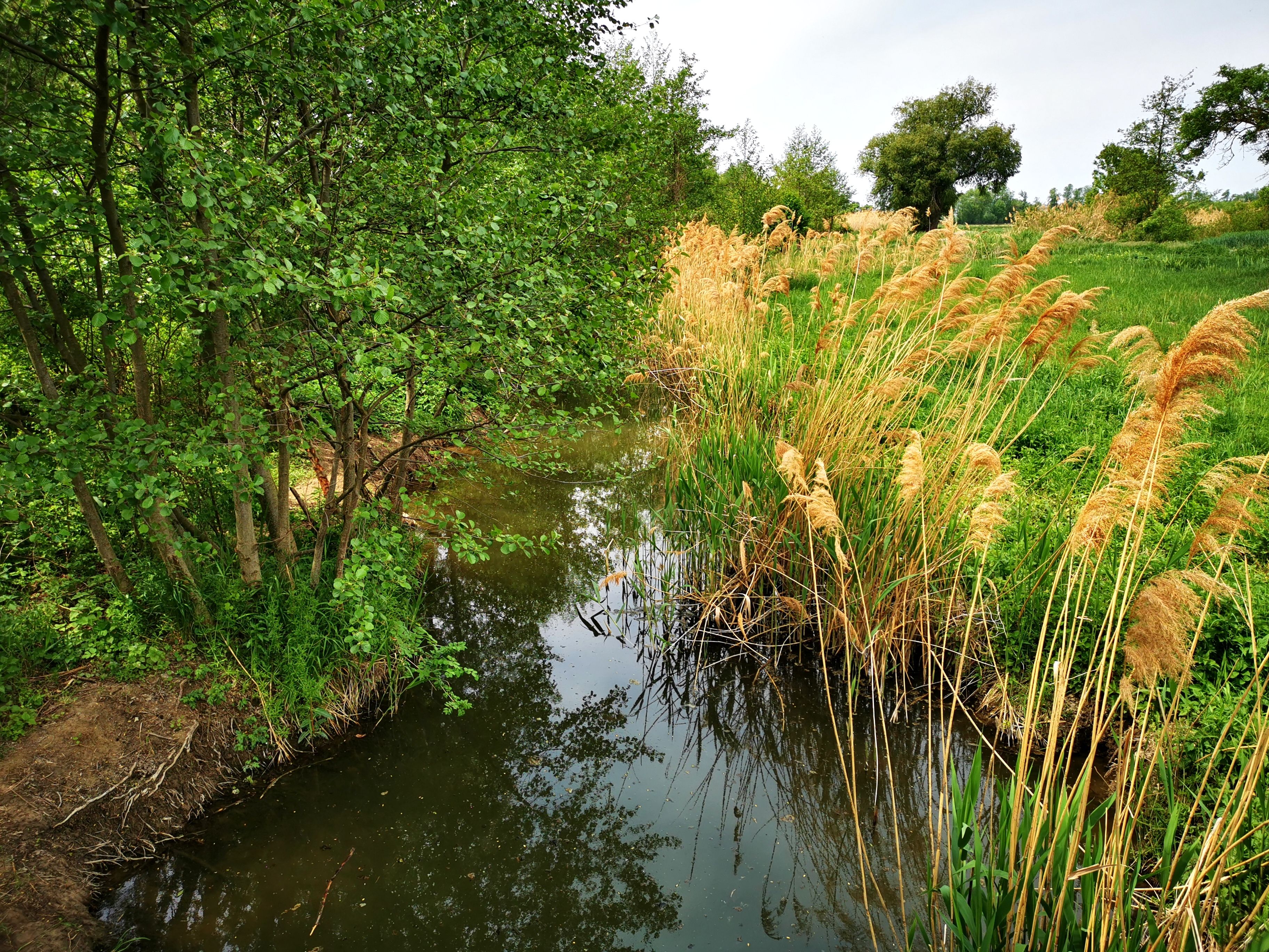 A small stream with reeds and trees on its banks in a green landscape.