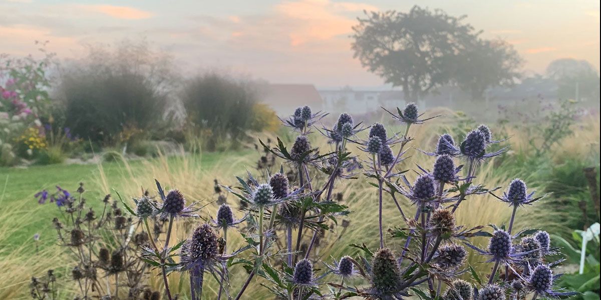 Landscape with thistles in the foreground and foggy background at sunset.
