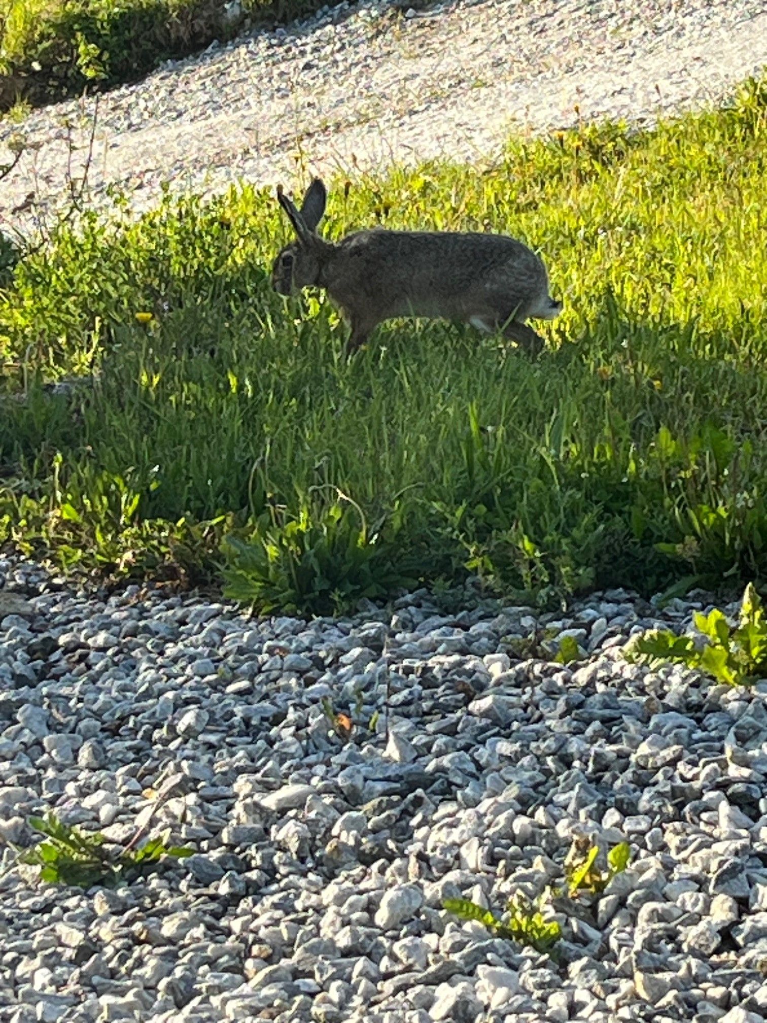 A hare runs across a meadow next to a gravel path.
