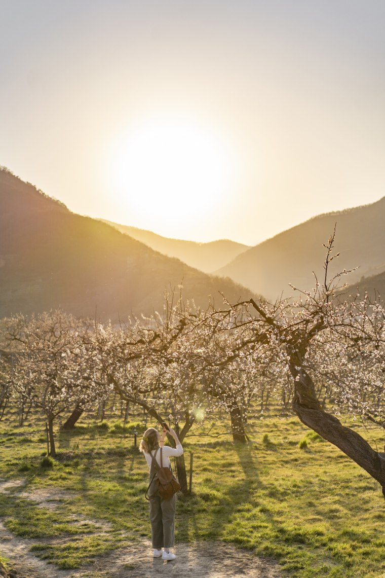 Hiking during the apricot blossom season., © Niederösterreich Werbung/ Stefanie Winter