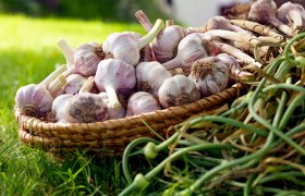Garlic bulbs in a basket on a green meadow.