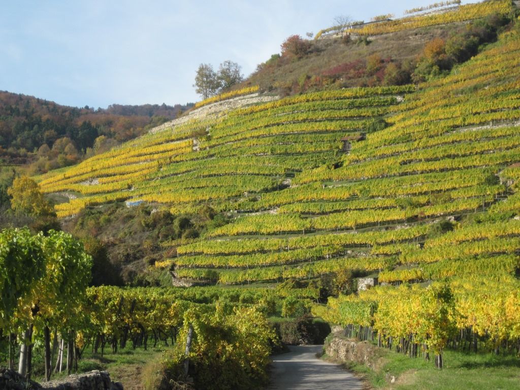 Terraced vineyards in the fall with yellow-green vines and a path in the foreground.