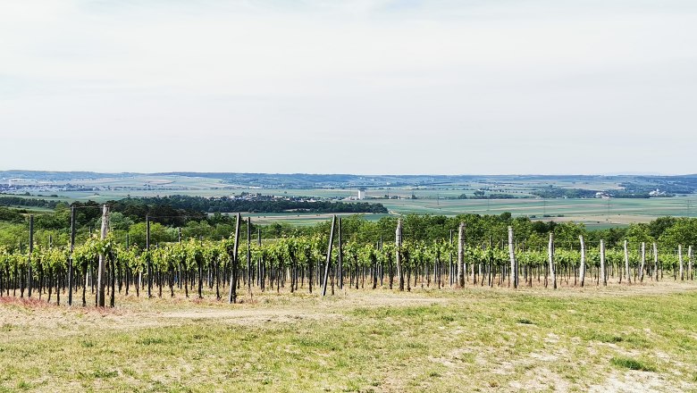 Vineyards in the Weinviertel with sweeping views over the countryside.