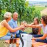 Four people clink glasses in a vineyard.
