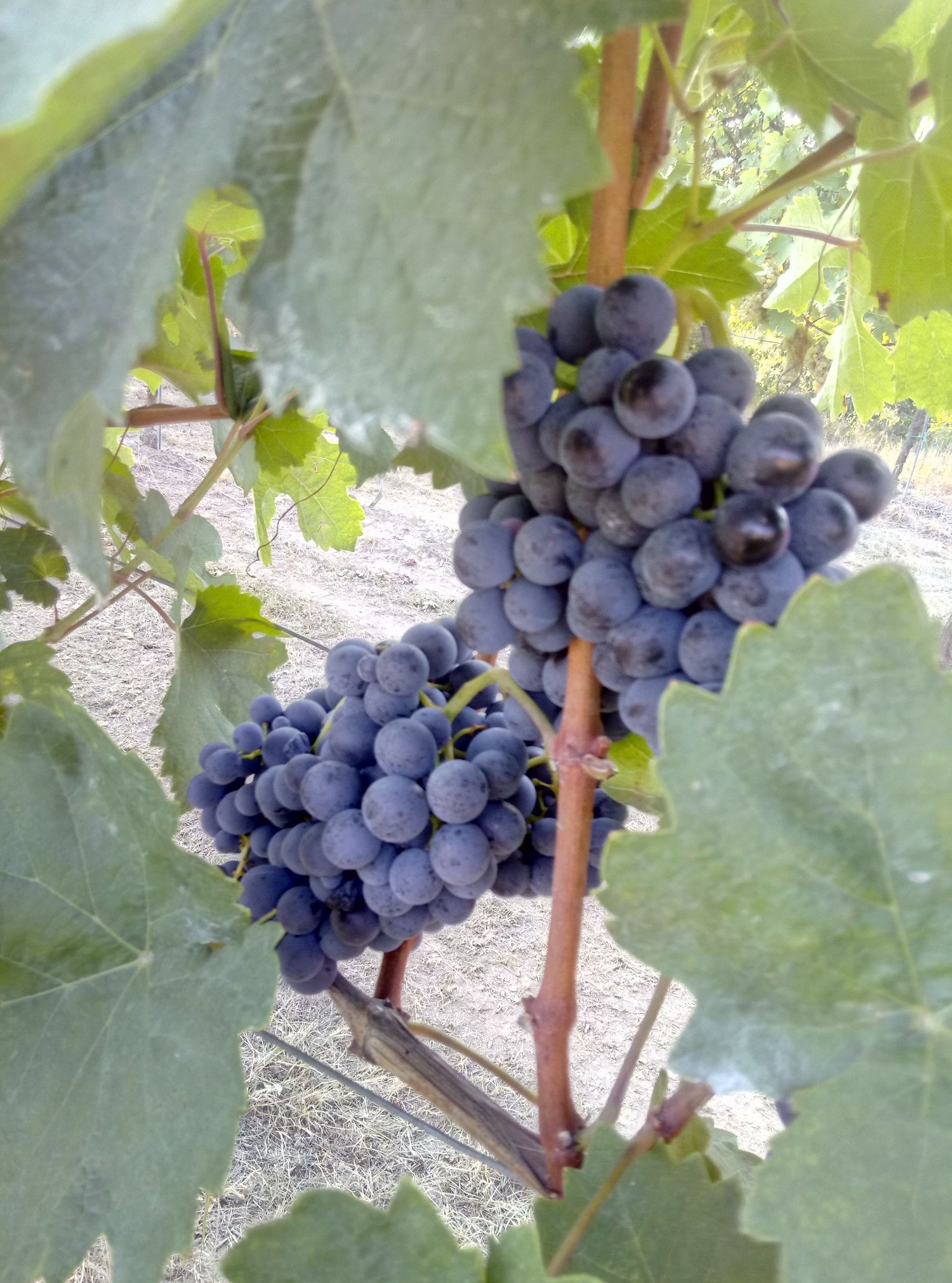 Close-up of ripe, dark blue grapes on a vine with green leaves.