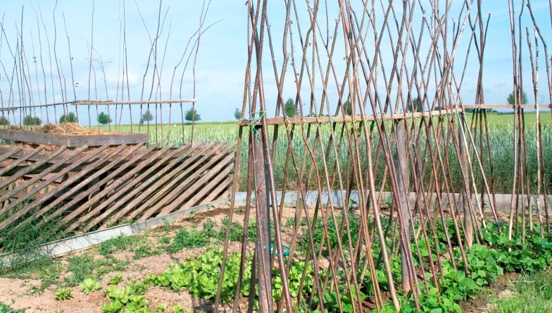 A garden with wooden frames for climbing plants and green vegetables in the foreground.