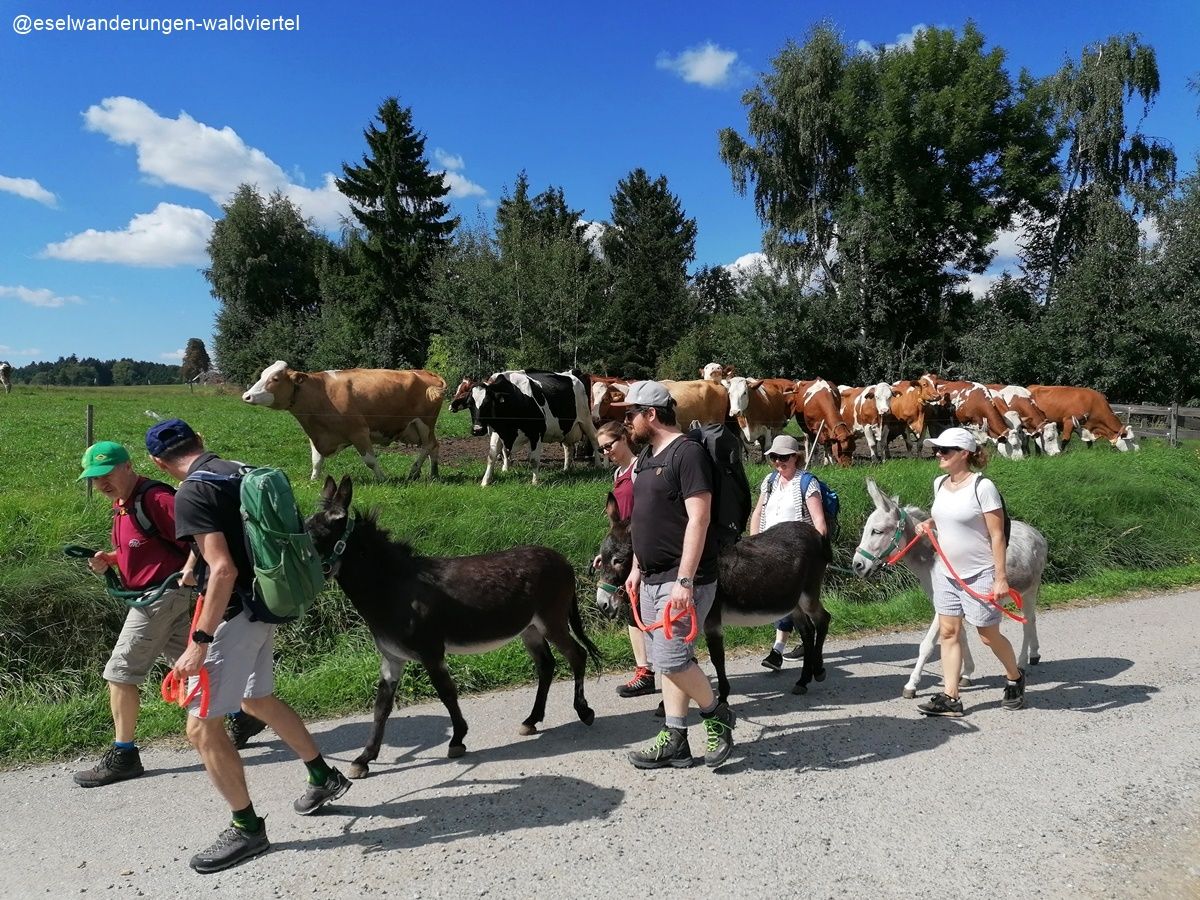 Donkey trekking