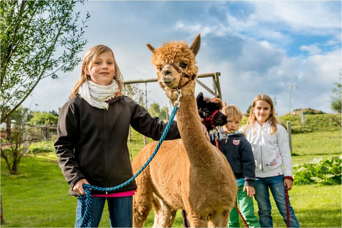 Children lead alpacas on leashes in a meadow.
