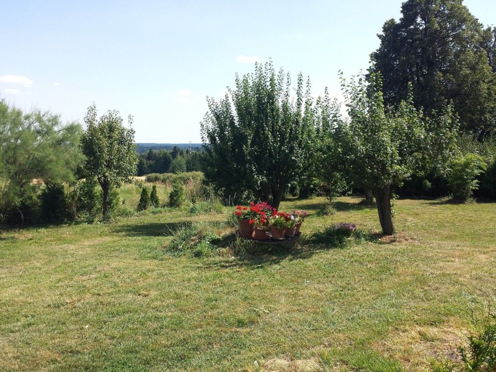 A green garden with trees and blooming flowers in pots on a meadow.