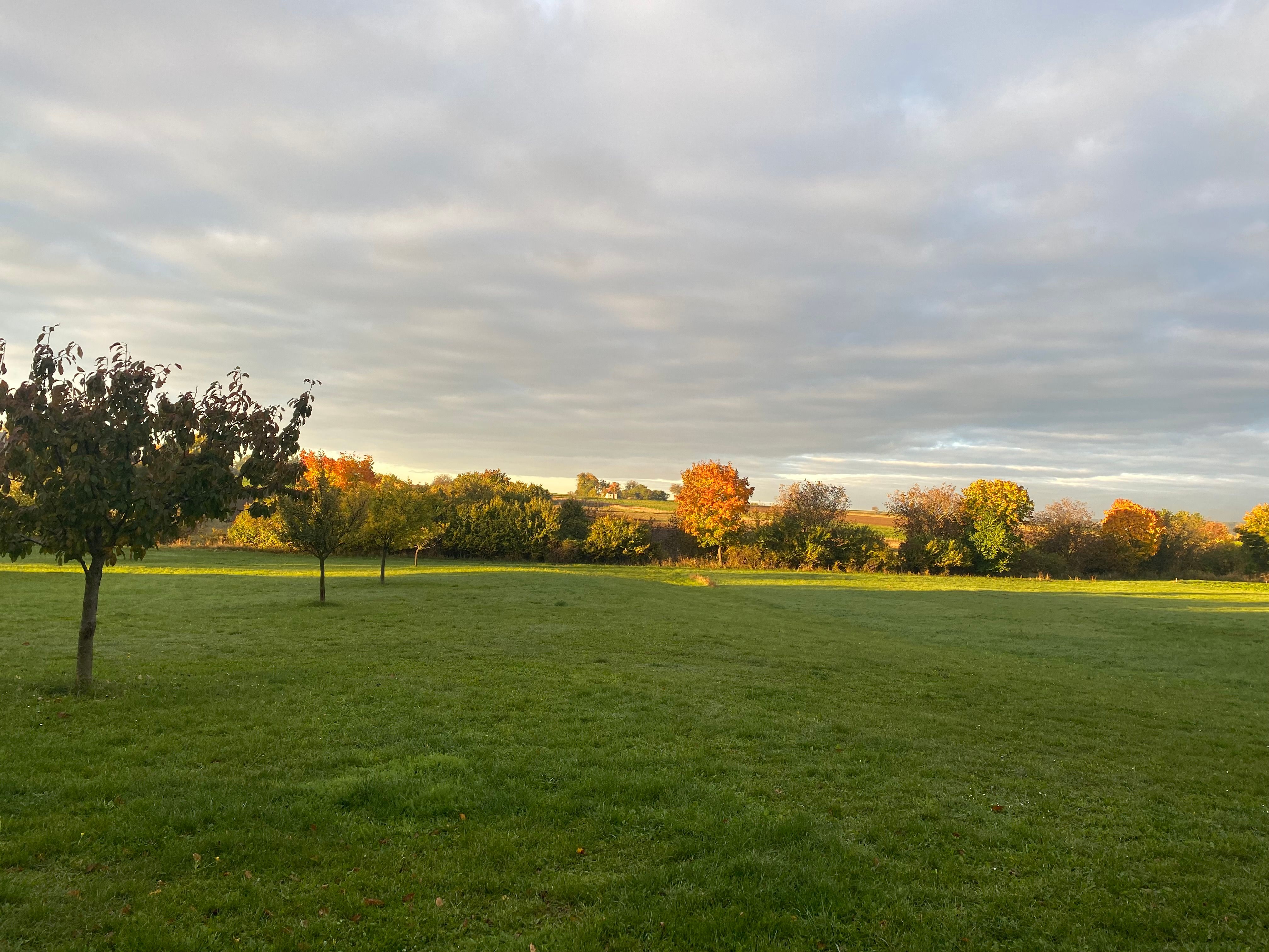 Autumn landscape with trees in a meadow at sunset.