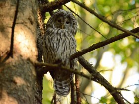 Rundwanderung Wolfsgraben - Habichtskauz, &copy; Wienerwald