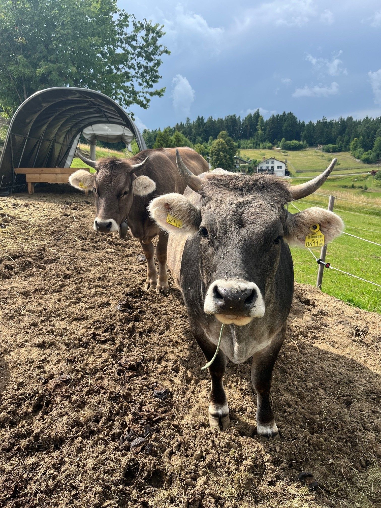 Two cows stand in front of a shelter on a farm, surrounded by green meadows and trees.
