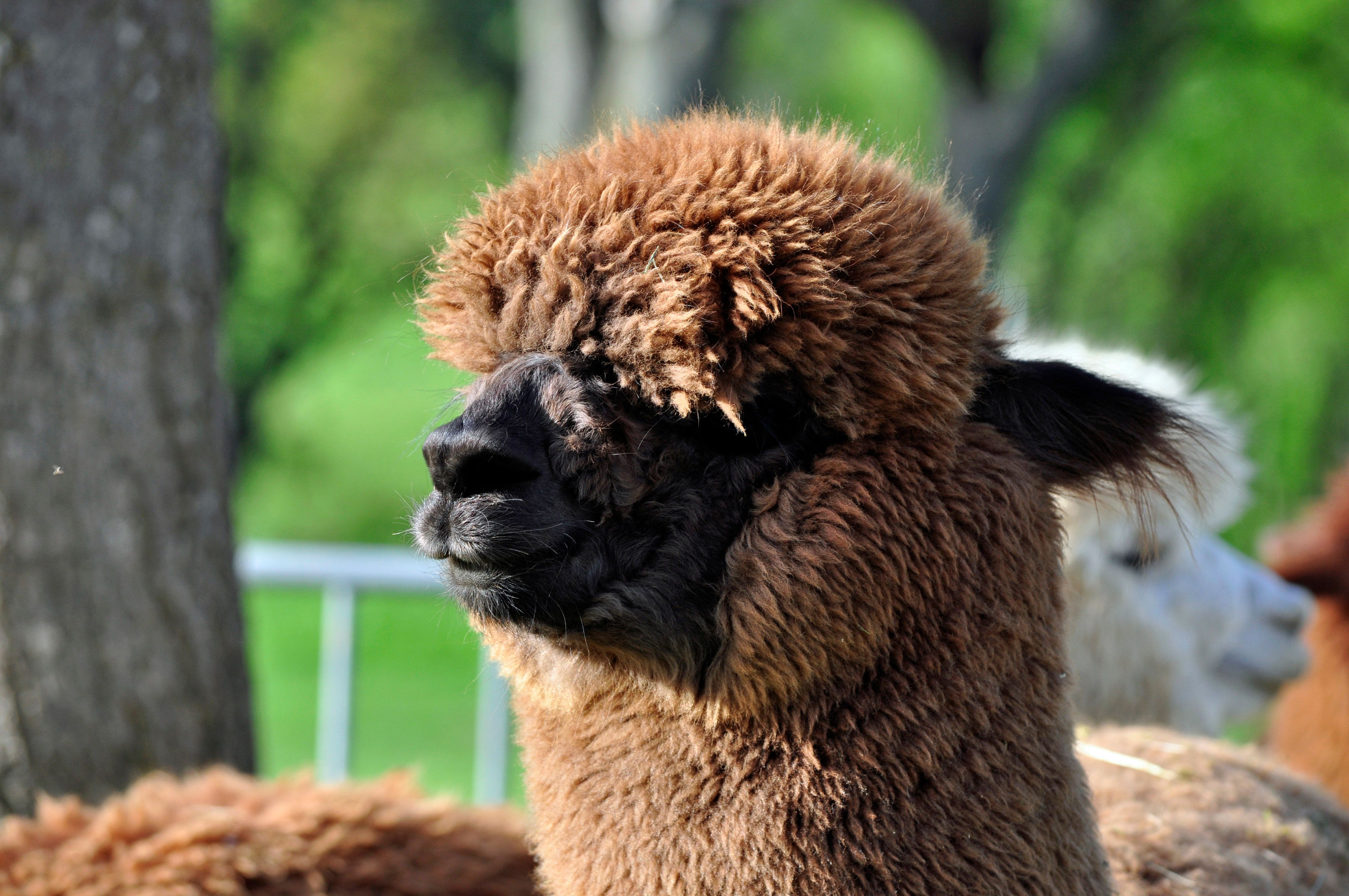 A brown alpaca with thick wool stands in profile in front of a blurred green background.
