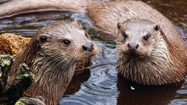 Two otters in the water, surrounded by wood and stones.
