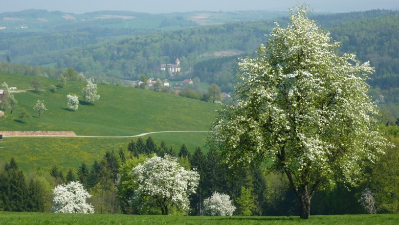 Blossoming pear trees around the Gölsenhof, © Fam. Büchinger