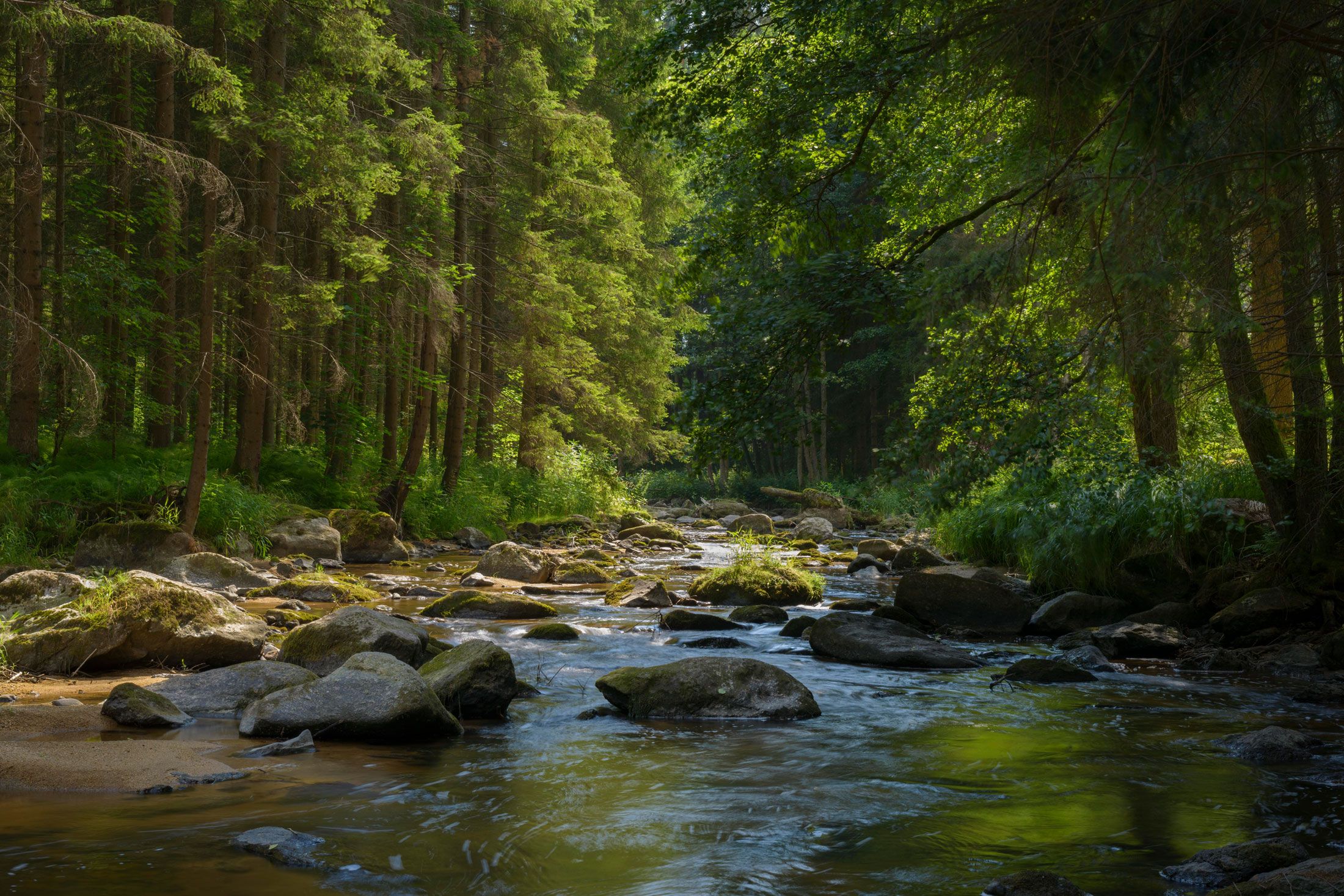 A calm river flows through a dense, green forest with sunlight shining through the trees.
