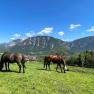 Two horses graze in a meadow against a mountain backdrop.