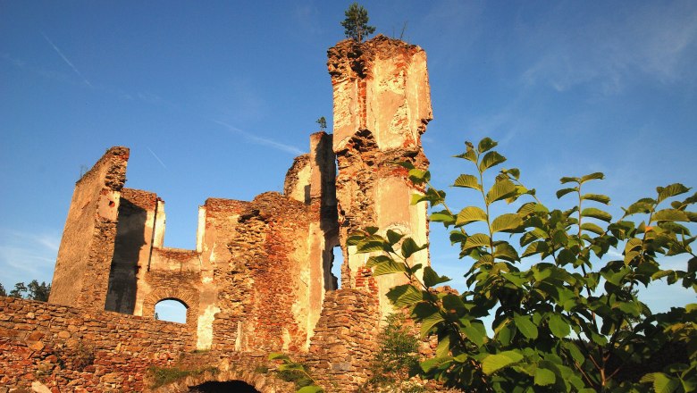 Kollmitz ruins with blue sky and plants in the foreground.