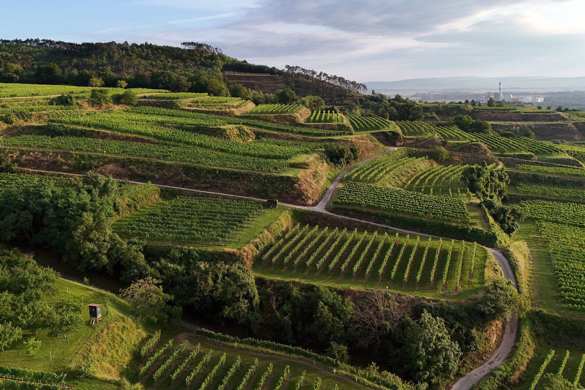 A magnificent view over the vines