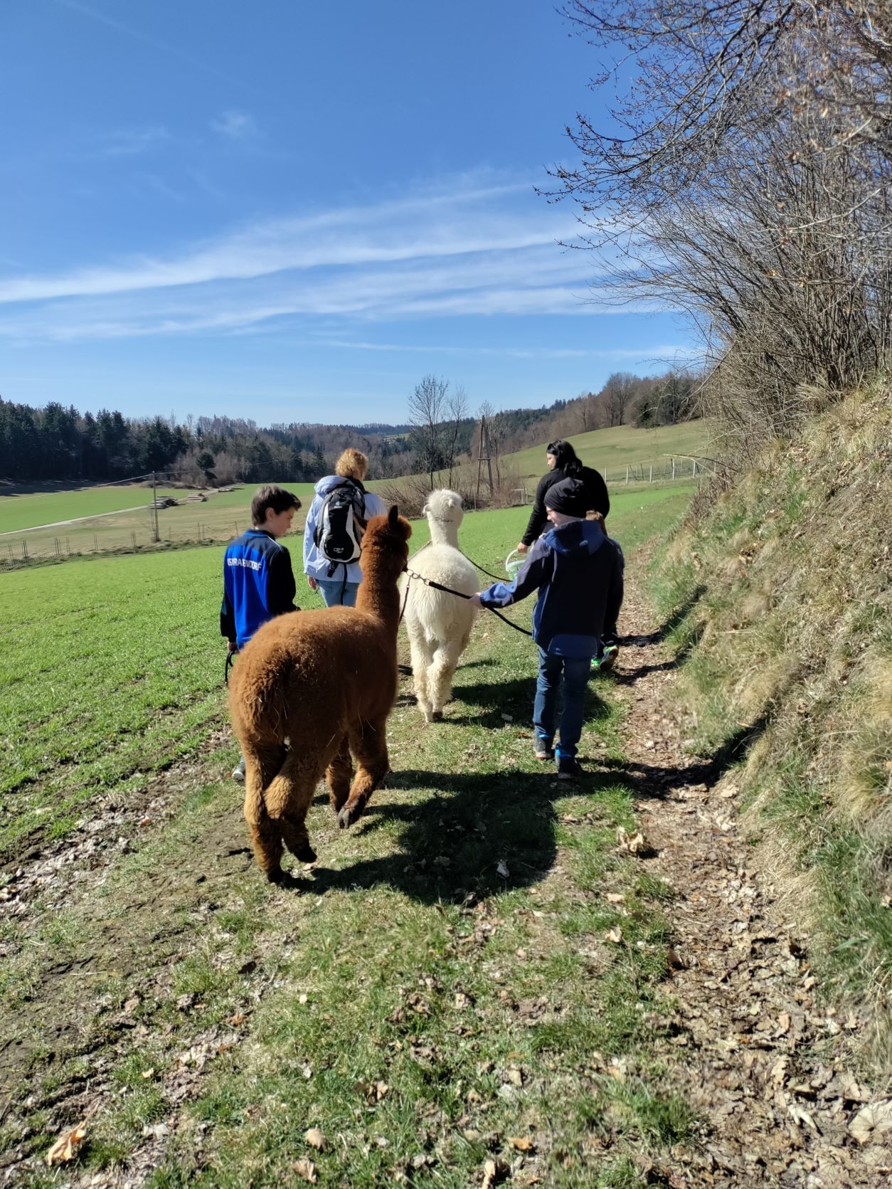 Group of people walking with alpacas on a country lane in sunny weather.