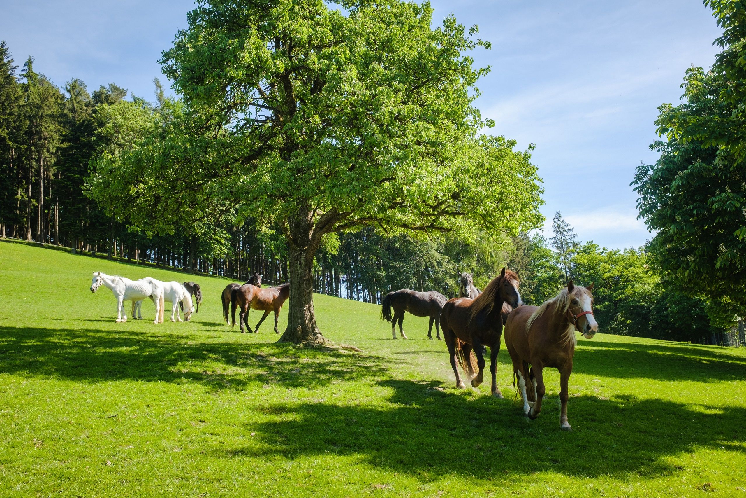 Lush green meadow with a peacefully grazing herd of horses.