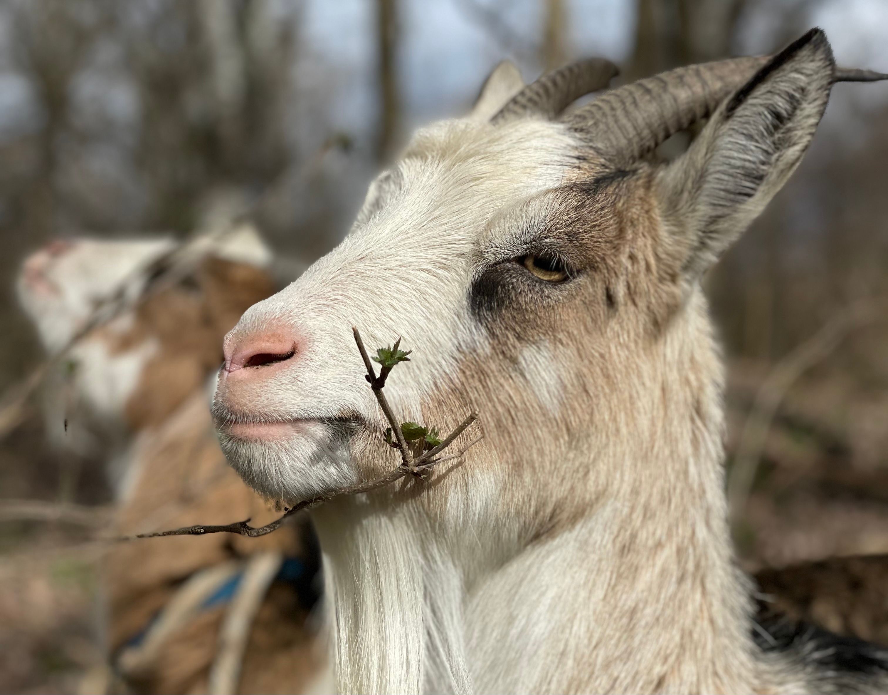 Close-up of a goat with a twig in its mouth, blurred background with trees.