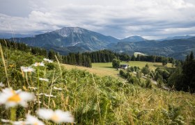 Blooming meadows around the Ötscher., © Fred Lindmoser