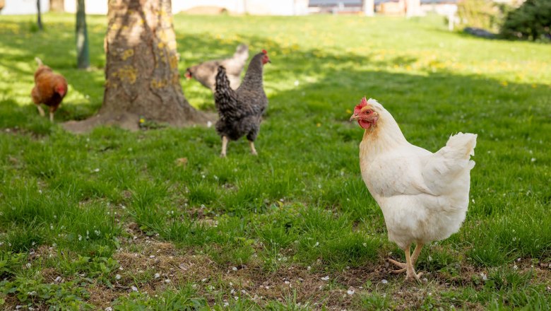 Chickens, &copy; ReiWaSchHOF