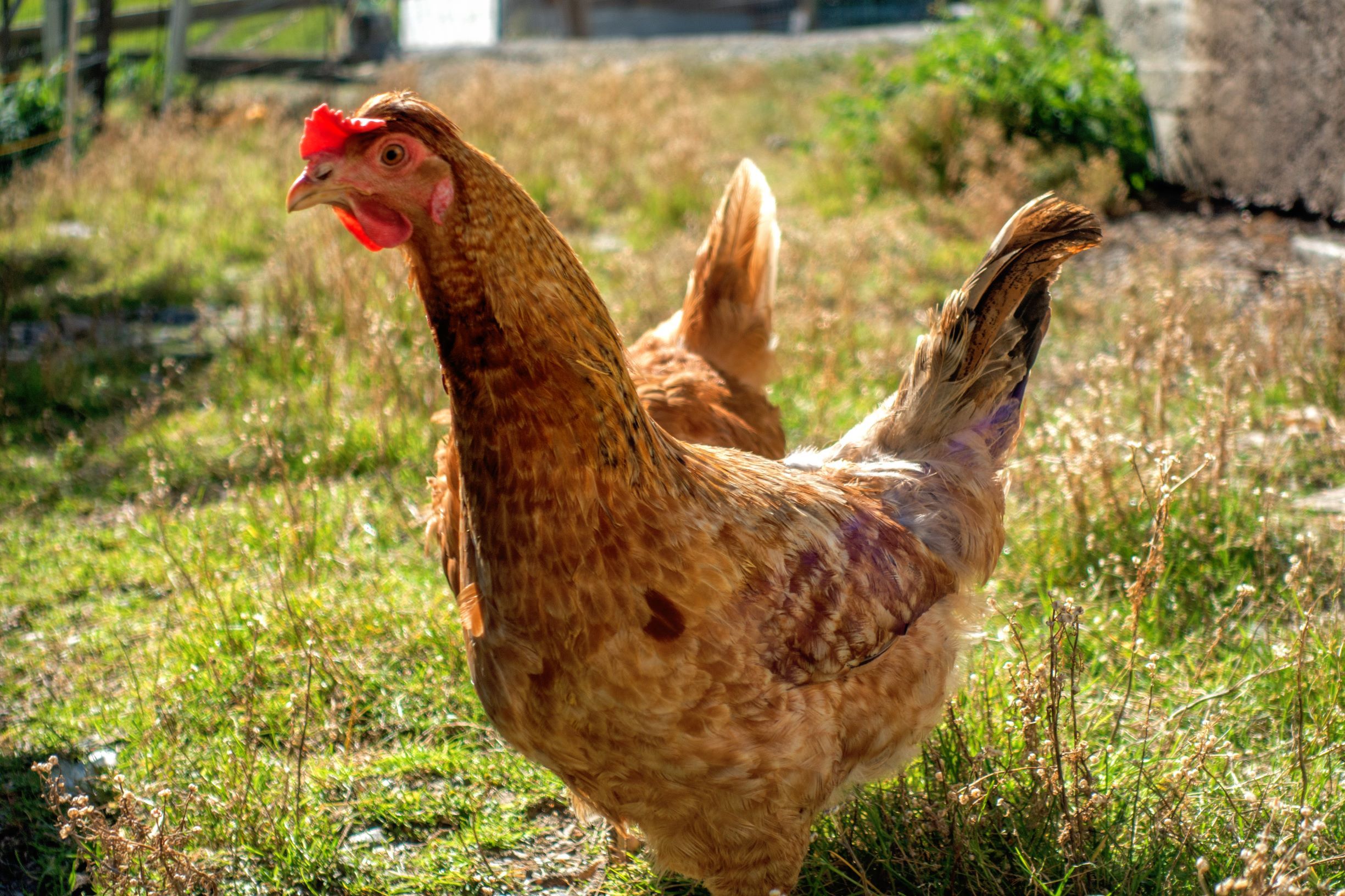 A brown hen stands on a meadow in the sunlight.