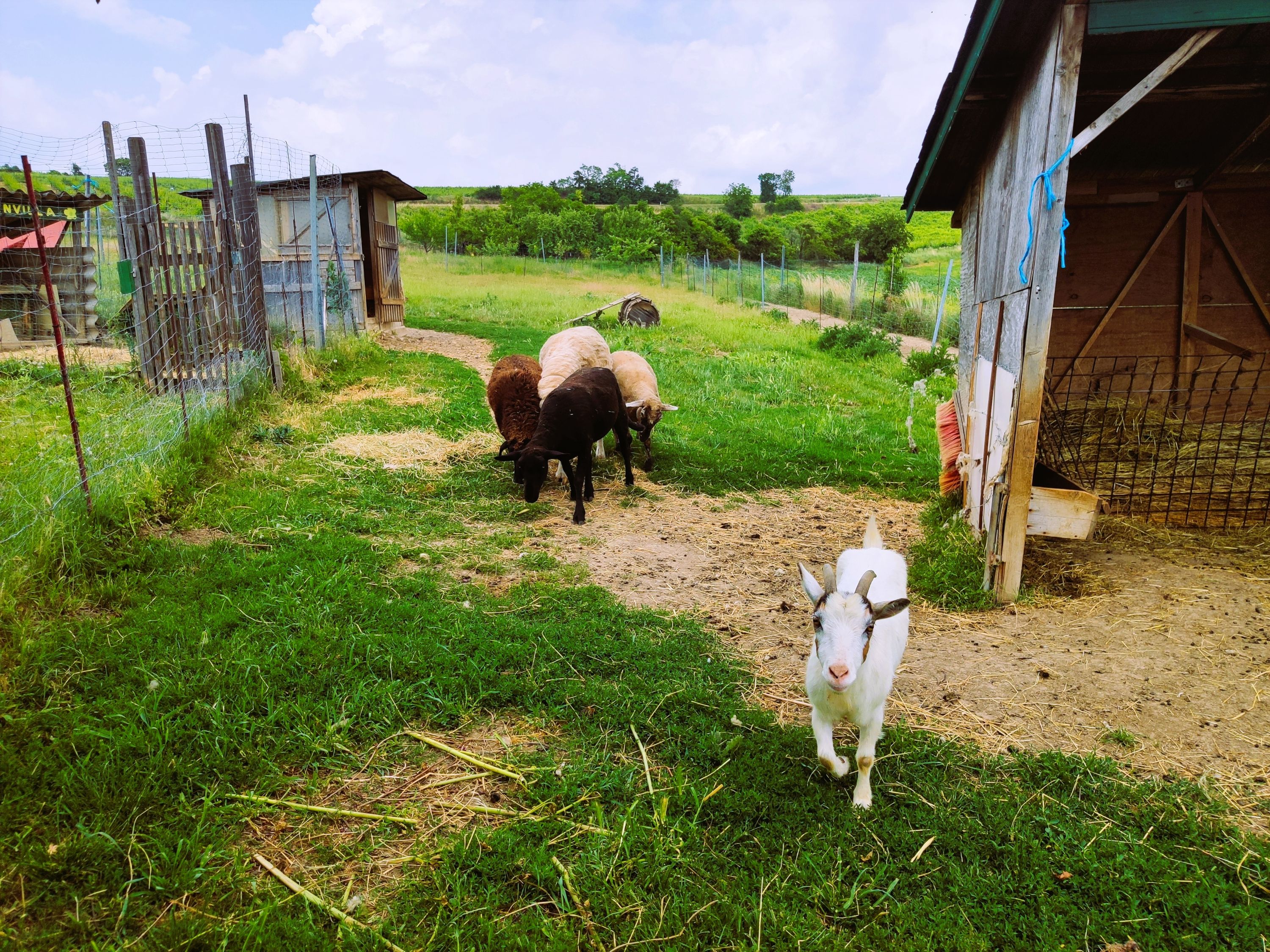 Sheep and a goat in a pasture next to a shed.