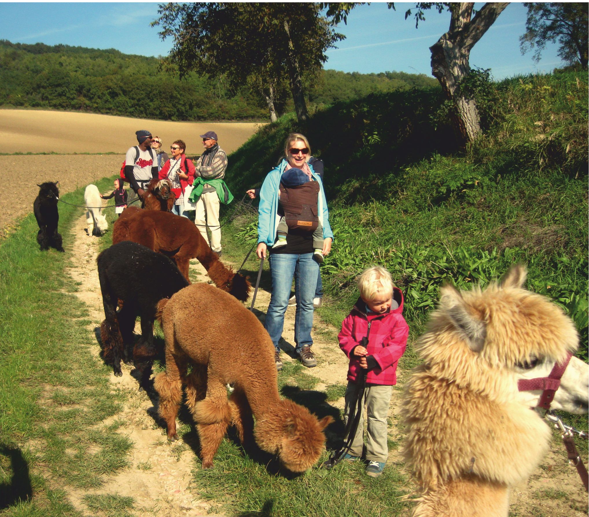 Group of people with alpacas on a hiking trail in a rural setting.