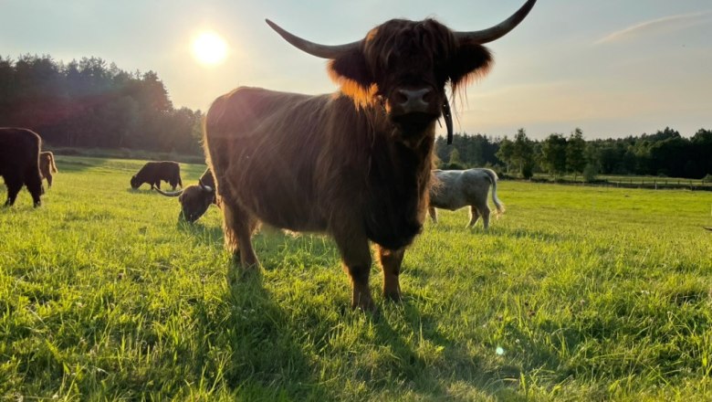 A Highland cattle stands in a green meadow at sunset.