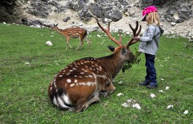 A child feeds a sitting deer in Ernstbrunn Wildlife Park.
