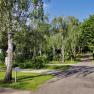 A path leads through a green park with birch and other trees under a blue sky.