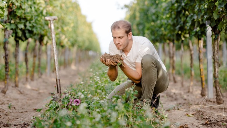 A man kneels in a vineyard, holding soil in his hands as he looks at the plants.