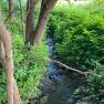A small stream flows through lush green foliage and trees.