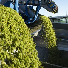 Mechanical harvesting of green grapes at a vineyard.
